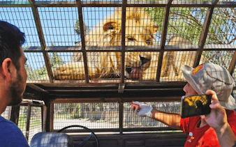 Tourist feeding lioness from safari car cage in wildlife park.