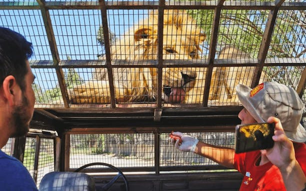 Tourist feeding lioness from safari car cage in wildlife park.