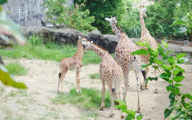 Giraffes walking in an enclosure at Taipei Zoo.