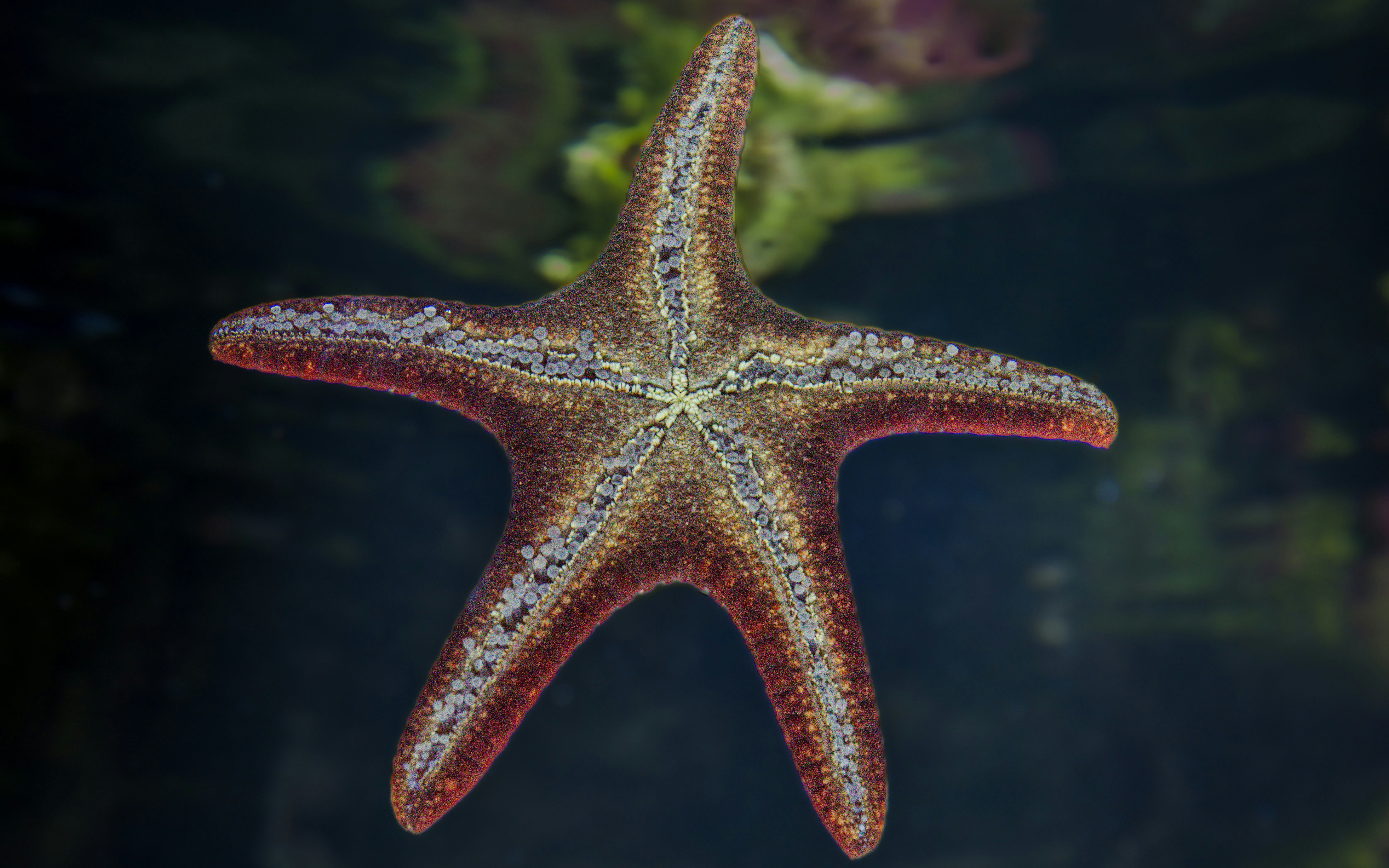 Starfish in a dark aquarium setting.