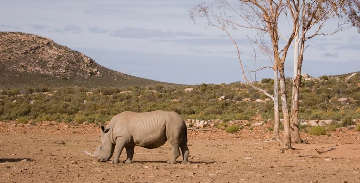 Big Five Safari From Cape Town