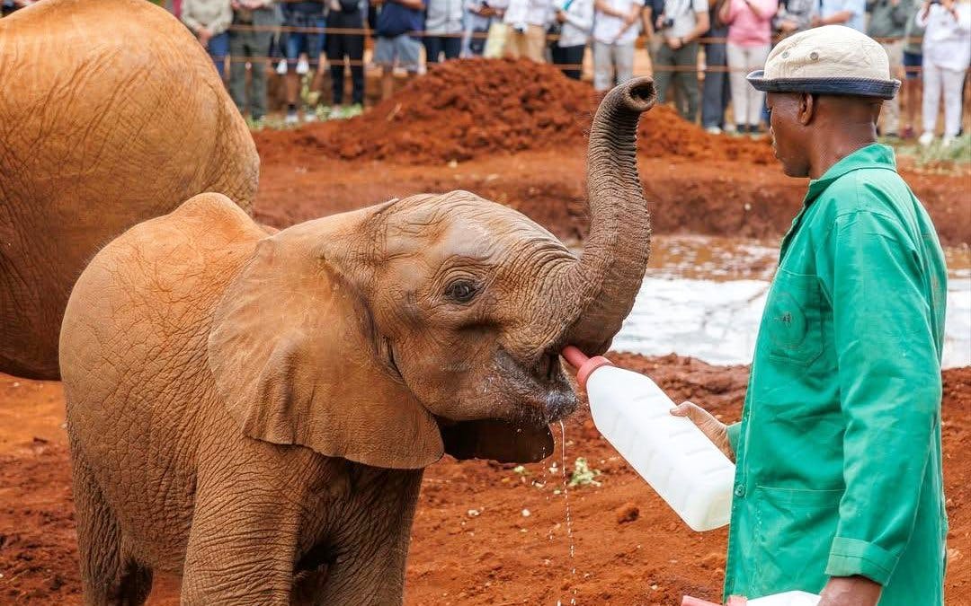 Baby elephant being bottle-fed by a caretaker at Nairobi National Park Safari.