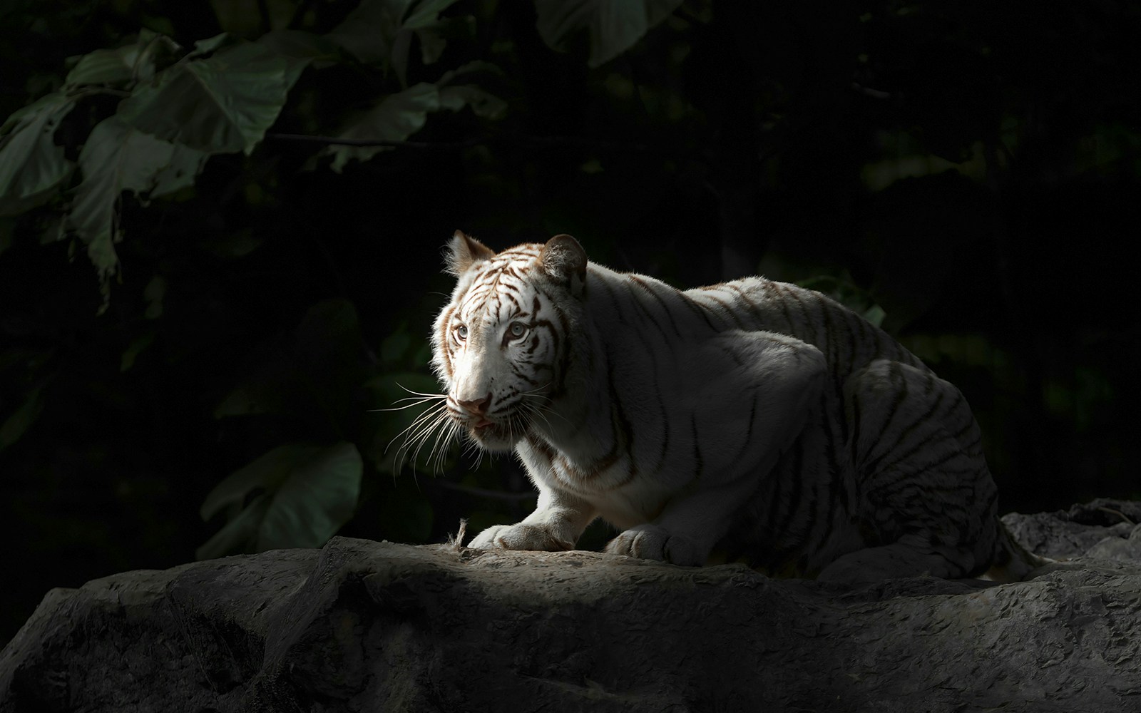 Chiang Mai Night Safari Park
