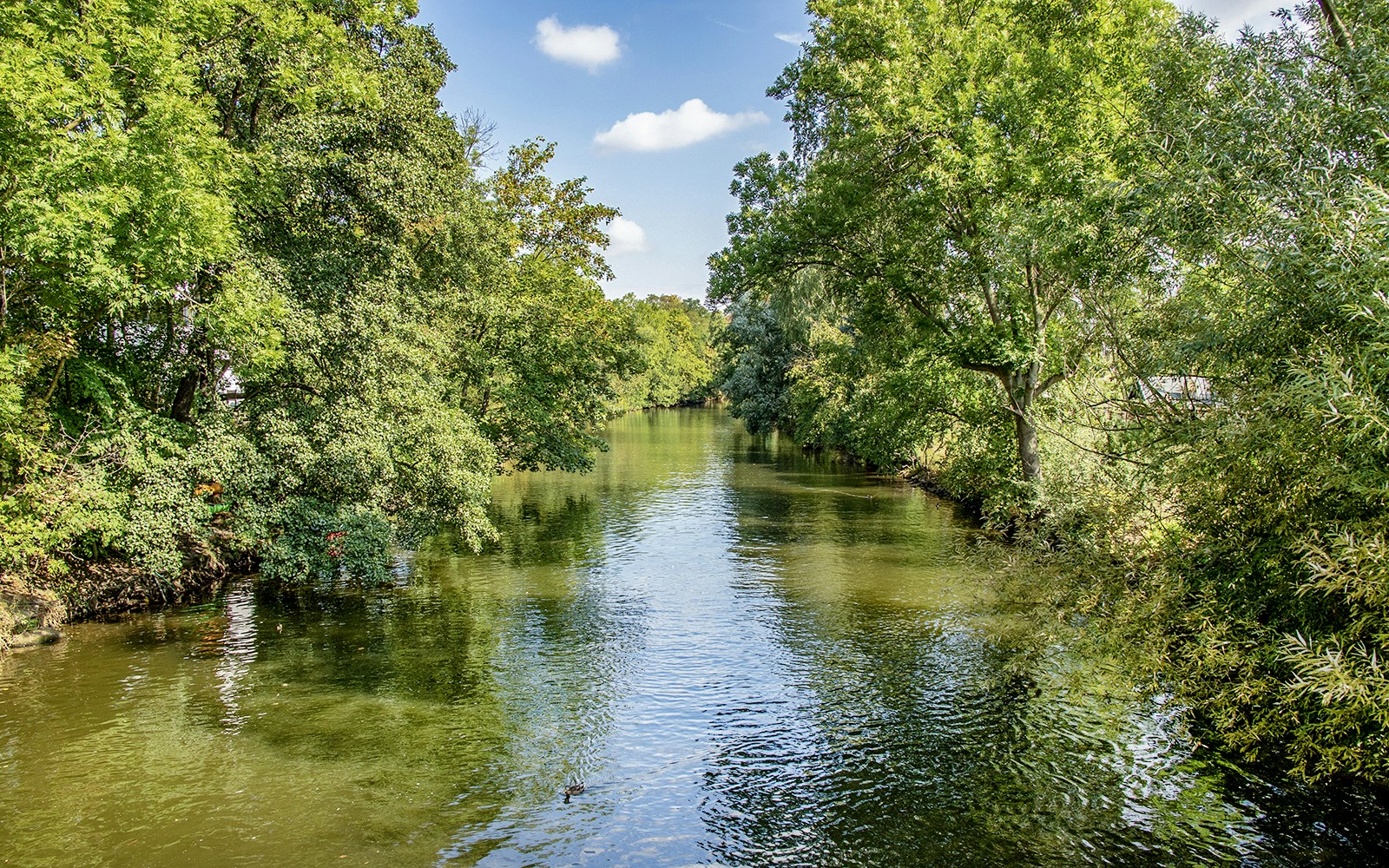 Riverside forest in Leipzig seen from a motorboat during a 2-hour tour.