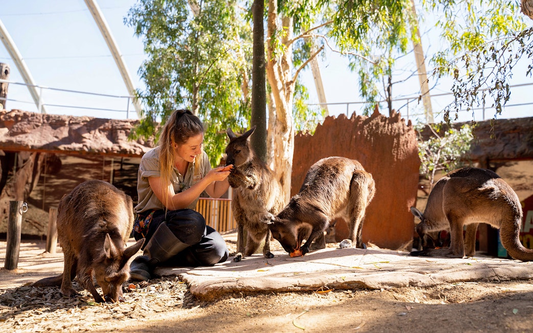 Person feeding kangaroos at a wildlife park in Sydney, part of the Sydney Multi Attraction Pass.