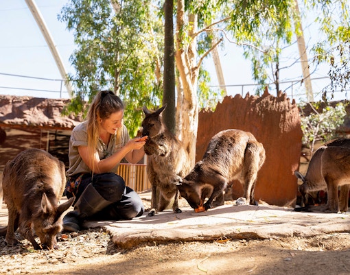 Trainer feeds Kangaroos at Safari World Bangkok