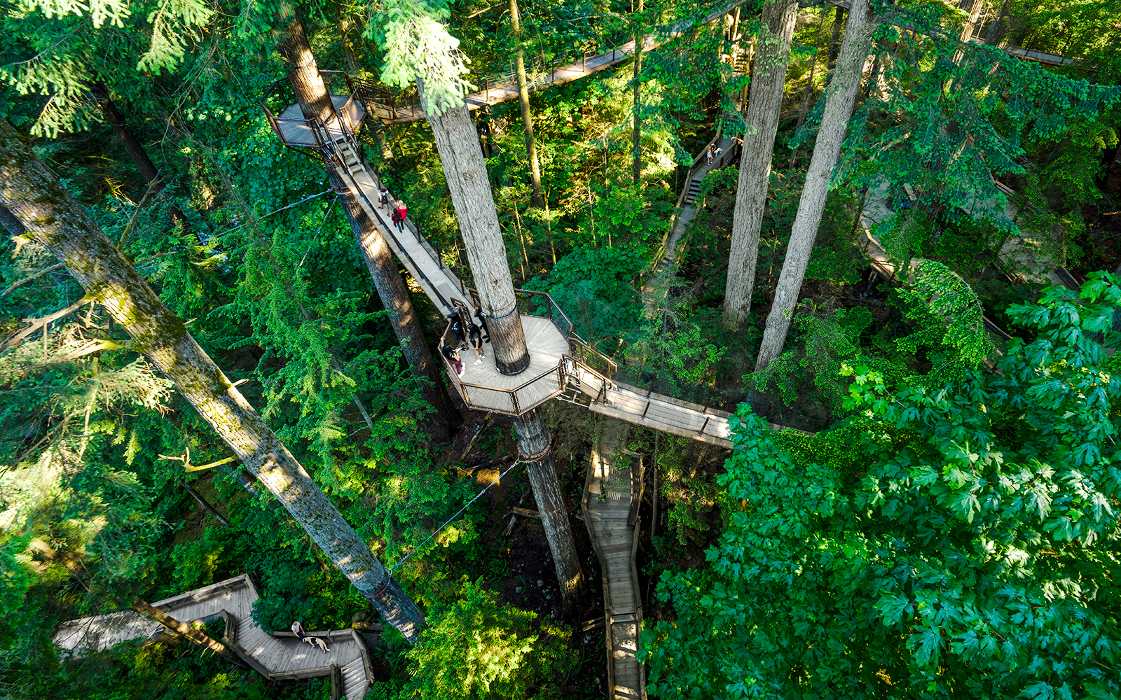 Treetop walkway at Capilano Suspension Bridge Park surrounded by lush forest.