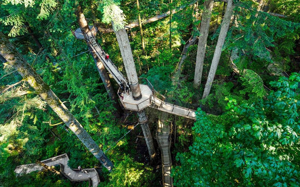 Treetop walkway at Capilano Suspension Bridge Park surrounded by lush forest.
