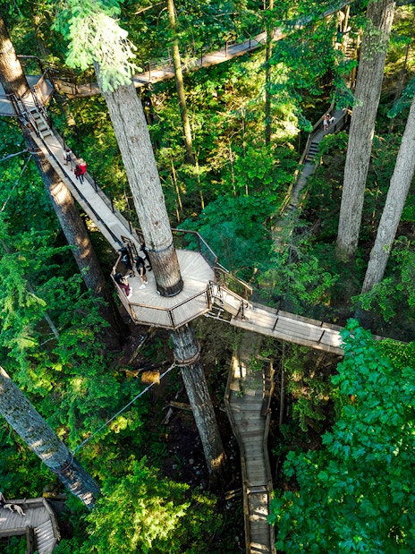 Treetop walkway at Capilano Suspension Bridge Park surrounded by lush forest.