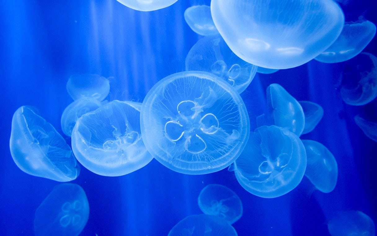 Jellyfish swimming at Acquario di Genova, part of Città dei Bambini e dei Ragazzi.