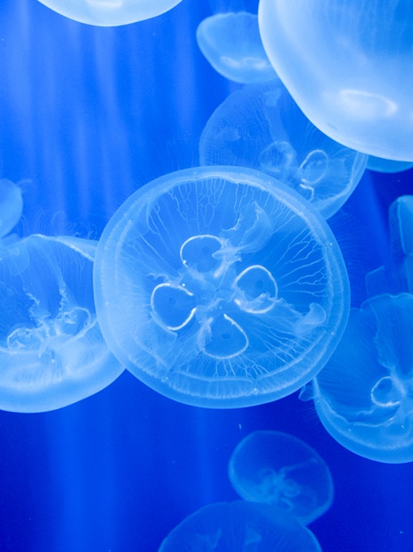 Jellyfish swimming at Acquario di Genova, part of Città dei Bambini e dei Ragazzi.