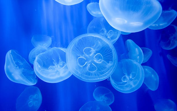 Jellyfish swimming at Acquario di Genova, part of Città dei Bambini e dei Ragazzi.