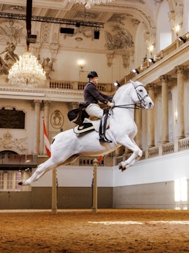 Lippizan horse performing at Spanish Riding School, Vienna.