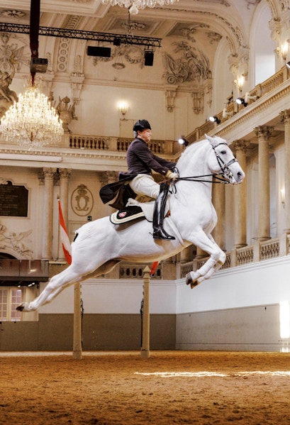 Lippizan horse performing at Spanish Riding School, Vienna.