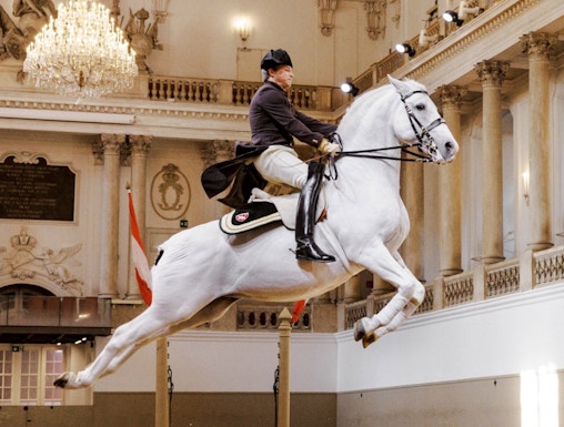 Lippizan horse performing at Spanish Riding School, Vienna.
