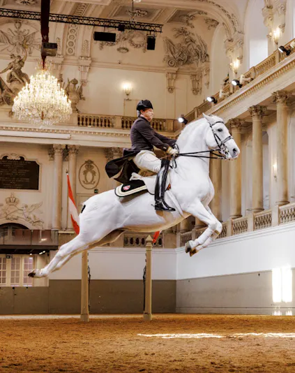 Lippizan horse performing at Spanish Riding School, Vienna.