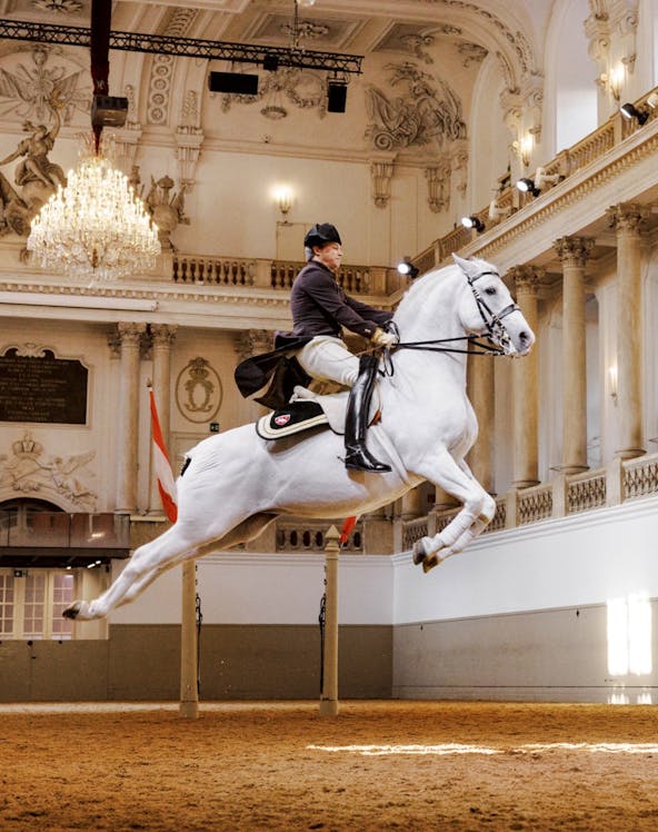 Lippizan horse performing at Spanish Riding School, Vienna.