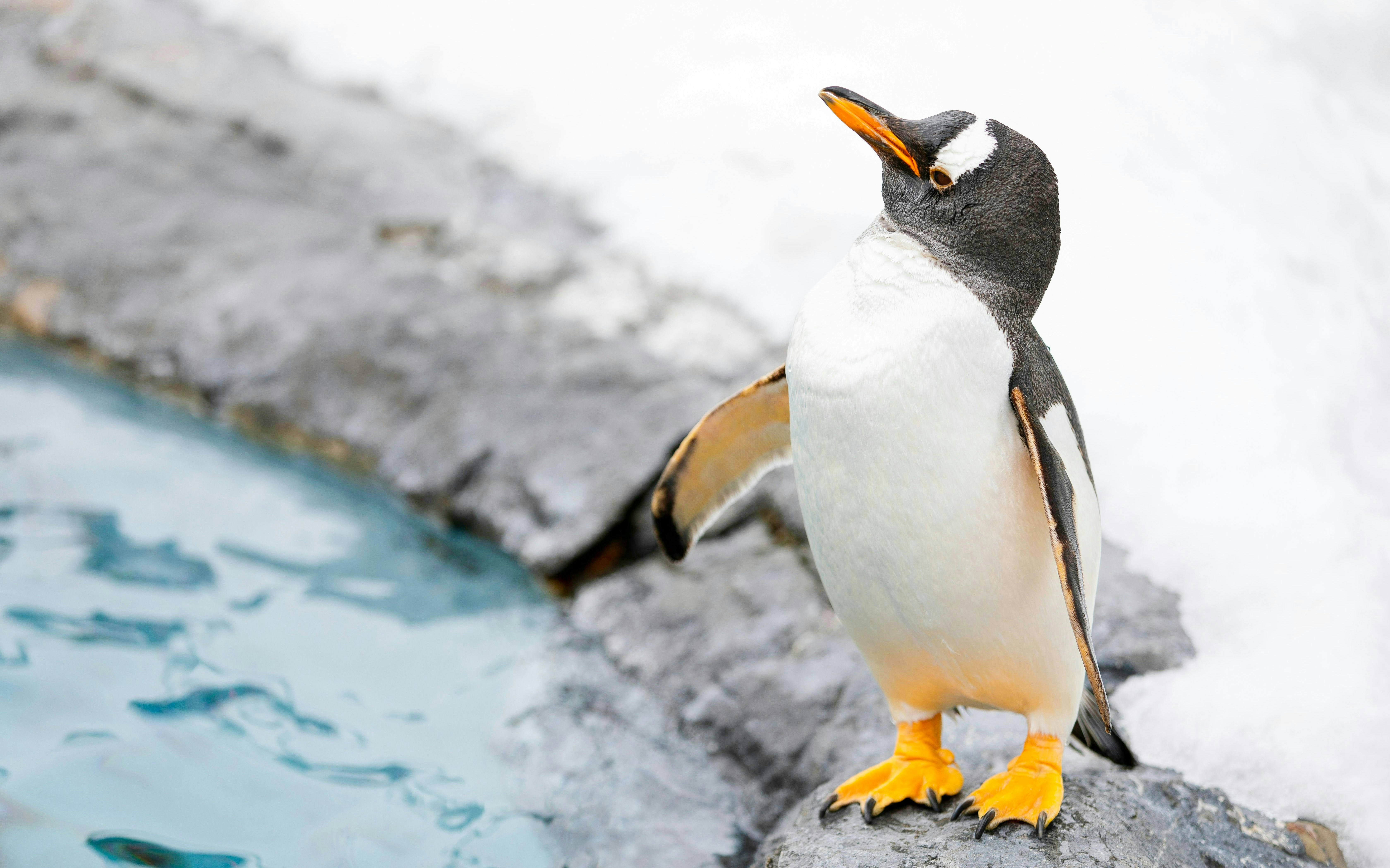 Gentoo penguin standing by a pool at the zoo.