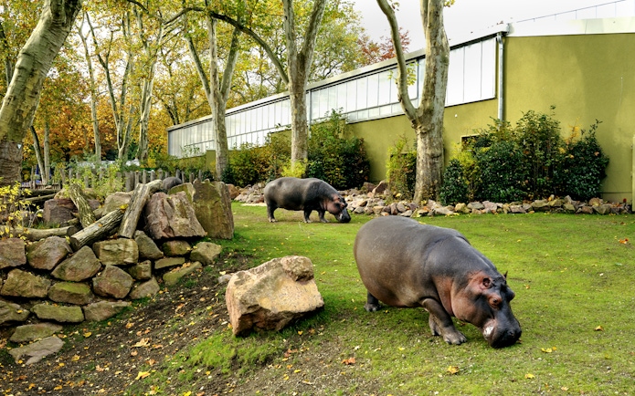 Hippopotamus grazing in the outdoor enclosure at Cologne Zoo.
