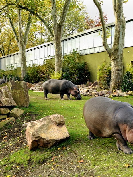 Hippopotamus grazing in the outdoor enclosure at Cologne Zoo.