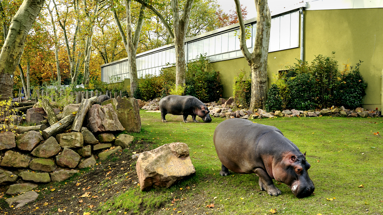 cologne zoo history