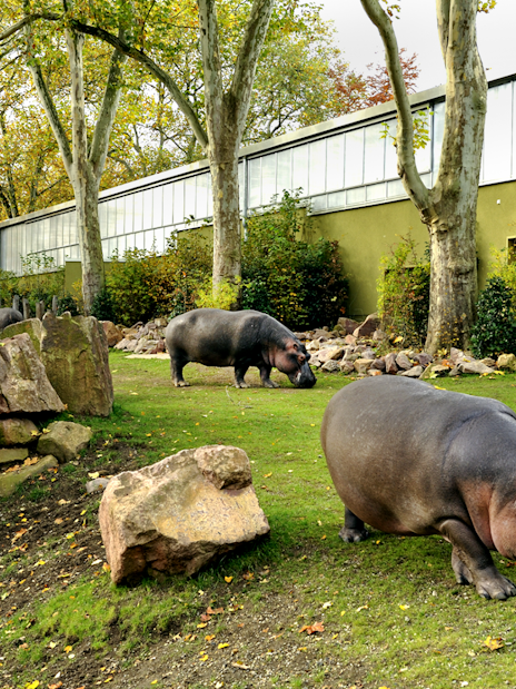 Hippopotamus grazing in the outdoor enclosure at Cologne Zoo.