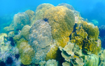from pattaya: private speedboat to koh samae san (nemo island) with snorkeling & beach bbq-16