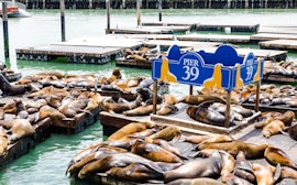 California sea lions at Pier 39