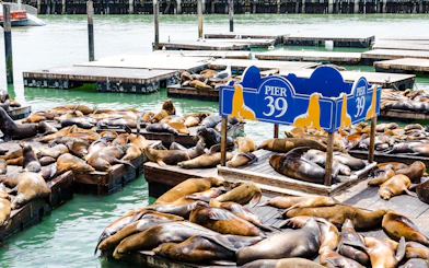 Seals lounging on docks at Pier 39, San Francisco.
