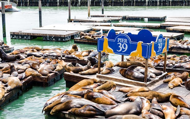 Seals lounging on docks at Pier 39, San Francisco.