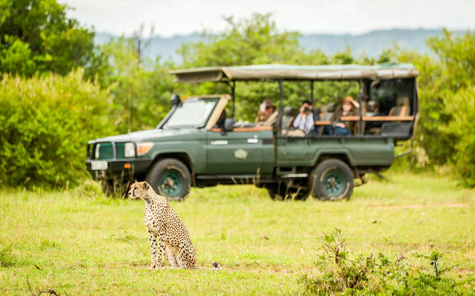 Safari matutino