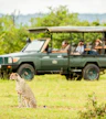 Safari matutino