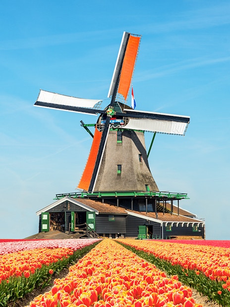 Windmill surrounded by vibrant tulip fields in the Netherlands.