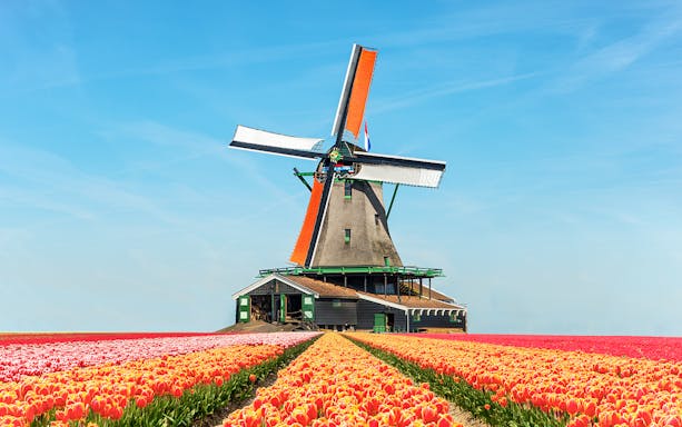 Windmill surrounded by vibrant tulip fields in the Netherlands.