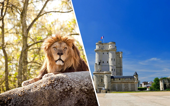 Lion resting on a rock at Paris Zoological Park with Vincennes Castle in the background.