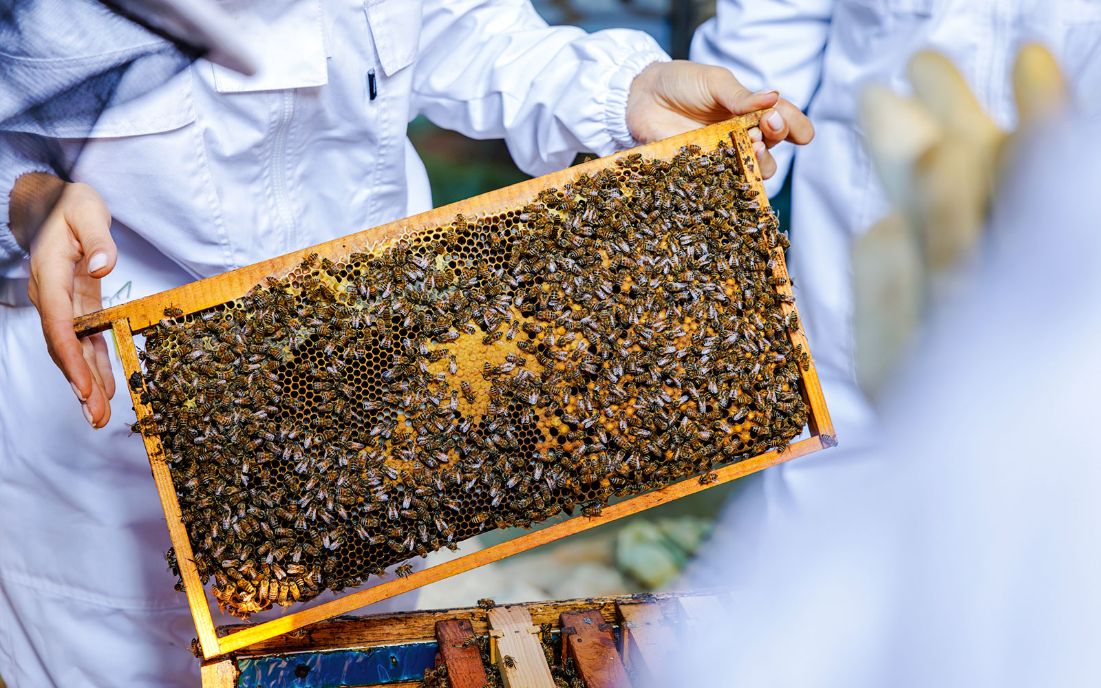 Beekeepers holding a honeycomb frame with bees at Terra, Expo City Dubai.