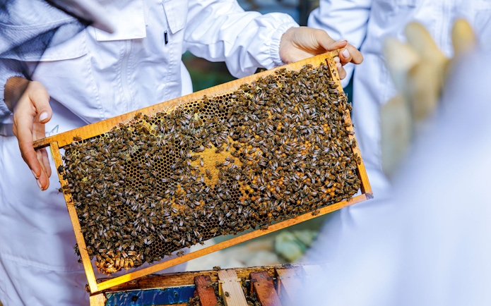 Beekeepers holding a honeycomb frame with bees at Terra, Expo City Dubai.