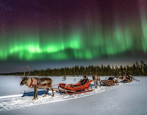 Reindeer sleigh ride under northern lights in Rovaniemi, Finland.
