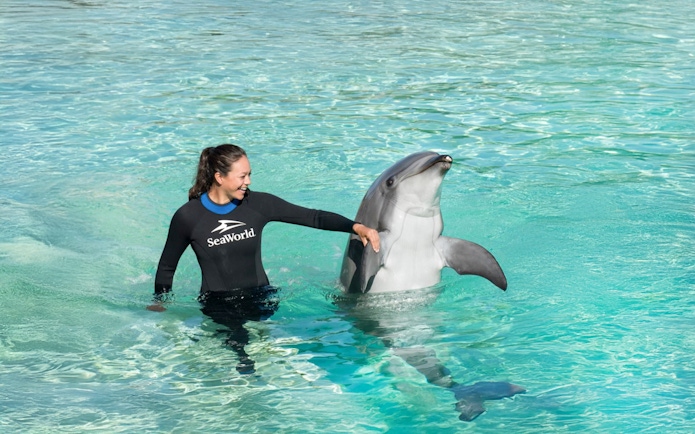 Dolphin performing tricks with SeaWorld San Diego staff member in water.