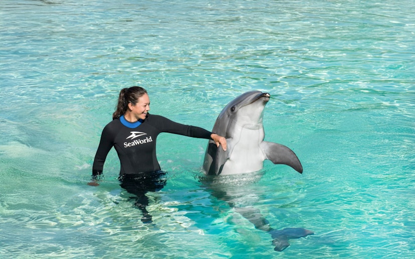 Dolphin performing tricks with SeaWorld San Diego staff member in water.