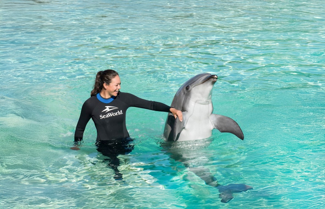 Dolphin performing tricks with SeaWorld San Diego staff member in water.
