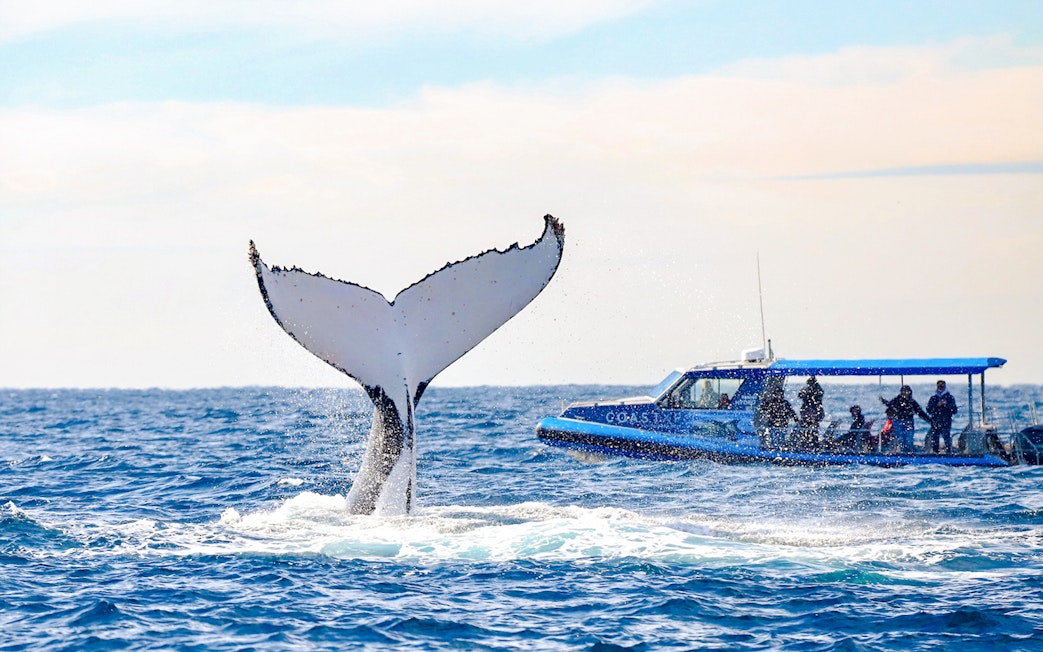 Whale tail near boat with people on whale watching tour, Lake Macquarie, Australia.