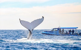Open ocean zone