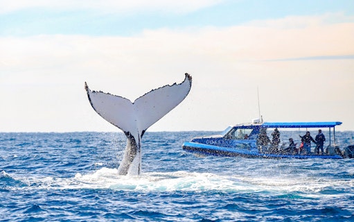Whale tail near boat with people on whale watching tour, Lake Macquarie, Australia.