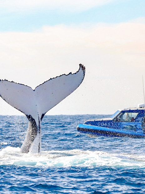 Whale tail near boat with people on whale watching tour, Lake Macquarie, Australia.