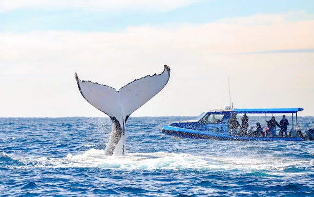 Whale tail near boat with people on whale watching tour, Lake Macquarie, Australia.