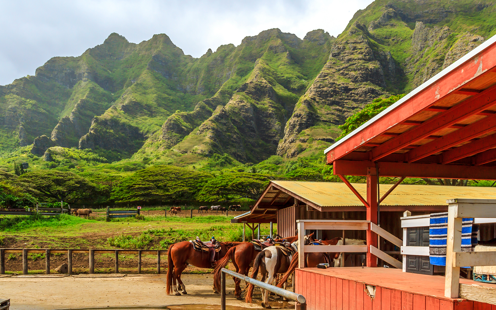 Horses saddled at Kualoa Ranch with lush mountains in the background, Hawaii.