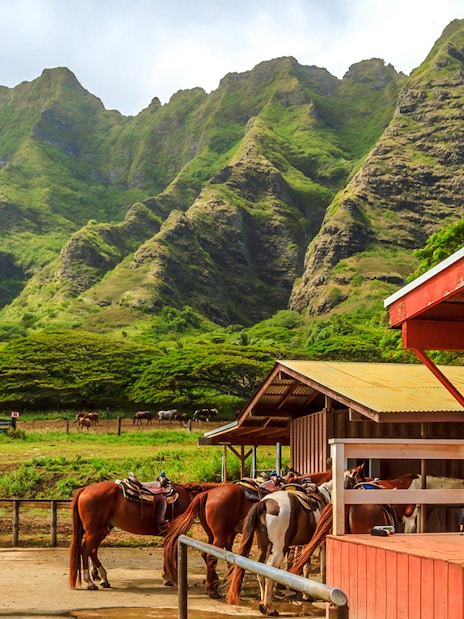 Horses saddled at Kualoa Ranch with lush mountains in the background, Hawaii.