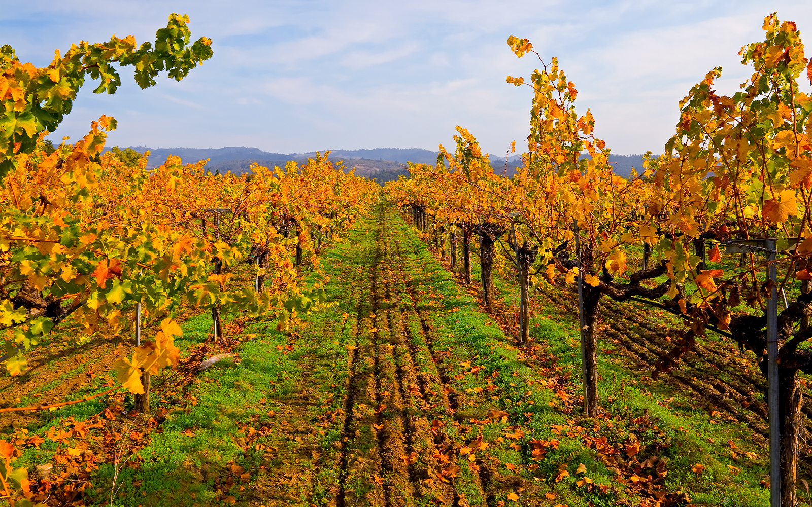 Napa Valley Vineyard in Autumn