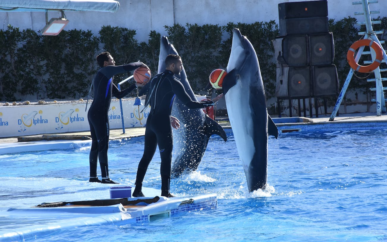 observarea delfinilor și spectacol live premium de calitate superioară - hurghada-3
